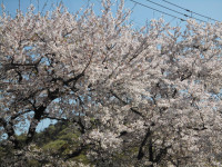 CIMG8006