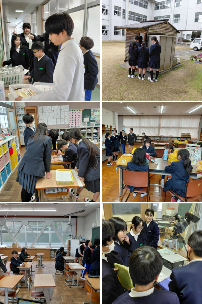 shared_collages_7530924713480273621